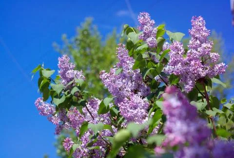 Lilac at Spring Stock Photos