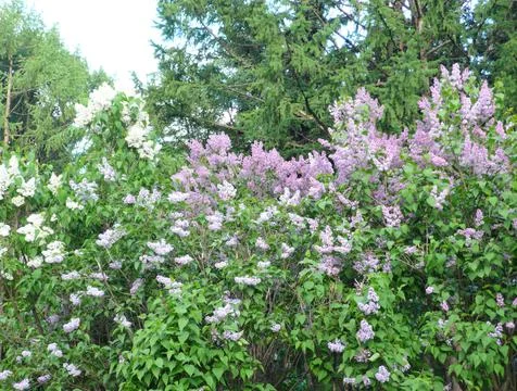 Lilac at spring Stock Photos