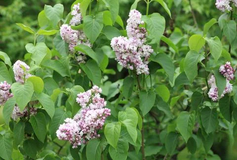 Lilac at spring Stock Photos