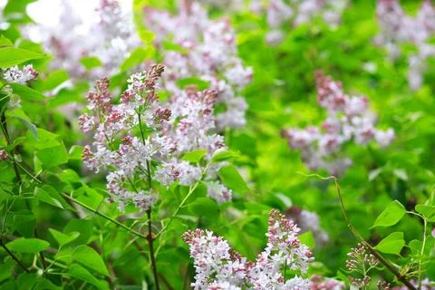 Lilac at spring Stock Photos
