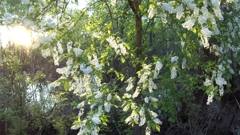 Lilac in the sunlight Stock Footage 242707625