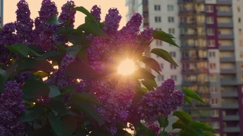 Lilac at sunset on the background of a multi-storey building Stock Footage