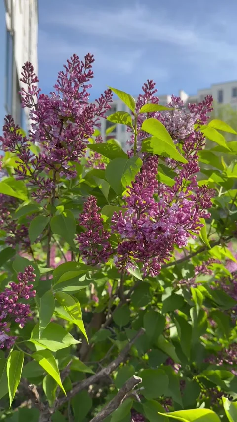 Lilac sway in a light breeze Stock Footage 239986143