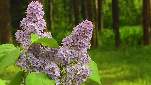 Lilac swaying in the wind in the forest Stock Footage 130837861