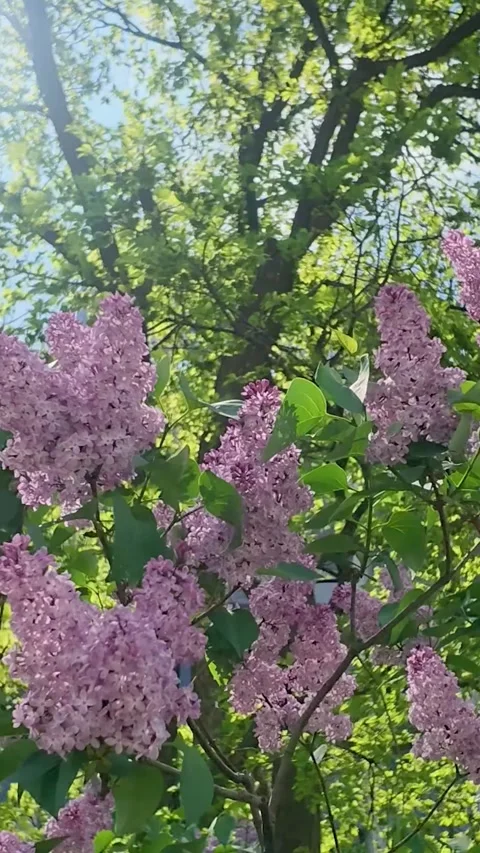 Lilac  Swaying in the Wind on Tree, Vertical Video Видео 337226891