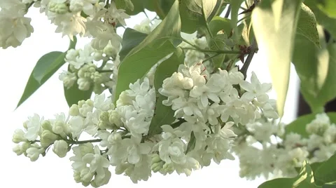 Lilac syringa in the garden Stock Footage 5504411