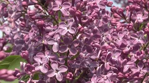 Lilac syringa in the garden Stock Footage 5504420