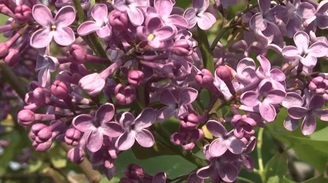 Lilac syringa in the garden Stock Footage 5504427