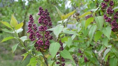 Lilac (syringa) in the spring Stock Footage 107037612