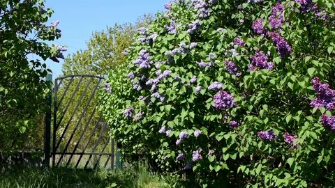 Lilac (syringa) in the spring Stock Footage 107367982