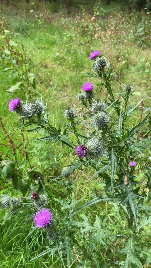 Lilac thistle sharp to touch blowing in the wind Video stock 136296130