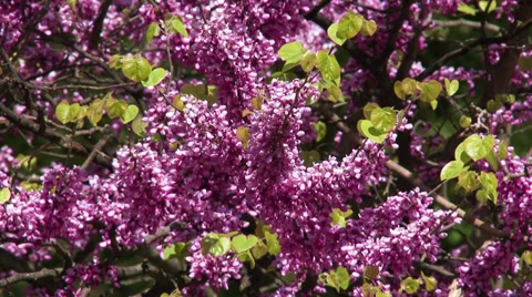 Lilac Tree 3 Stock Footage 37477963