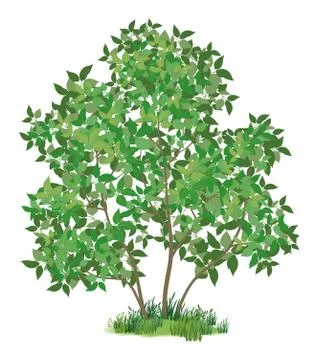 Lilac tree and green grass Stock Illustration