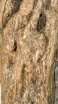Lilac tree bark texture, close-up nature abstraction background Stock Photos