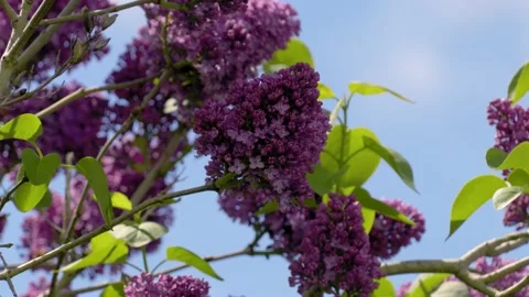 Lilac Tree Blowing in the Wind against Blue Sky Stock Footage