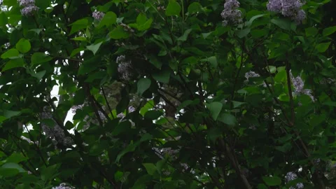 Lilac Tree Blowing on a Windy Day Under an Overcast Sky Vídeos de archivo 242706913
