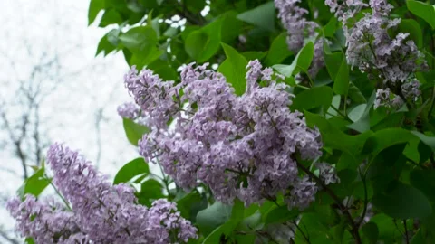 Lilac Tree Blowing on a Windy Day Under an Overcast Sky Vídeos de archivo 242706914