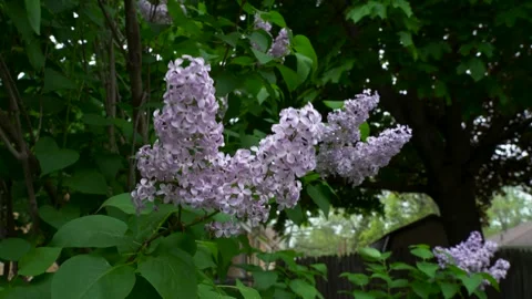 Lilac Tree Blowing on a Windy Day Under an Overcast Sky Vídeos de archivo 242706961