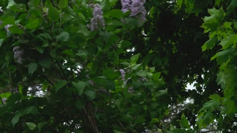 Lilac Tree Blowing on a Windy Day Under an Overcast Sky Vídeos de archivo 242707144