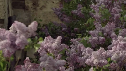 Lilac Tree Branches Video stock 146165191