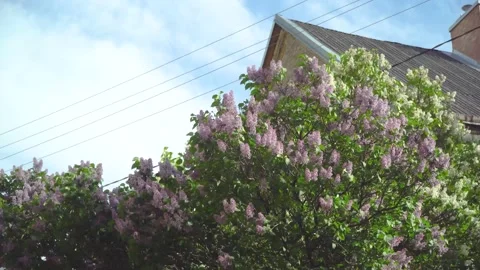 Lilac tree with flowers Stock Footage 131398557