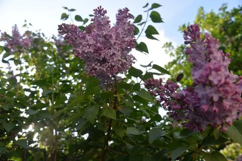 The lilac tree has opened leaves and small fragrant flowers of lilac and whit Stock Photos