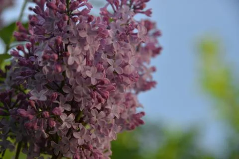 The lilac tree has opened leaves and small fragrant flowers of lilac and whit Stock Photos