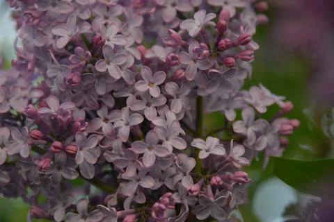 The lilac tree has opened leaves and small fragrant flowers of lilac and whit Stock Photos
