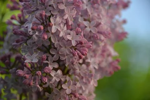 The lilac tree has opened leaves and small fragrant flowers of lilac and whit Stock Photos