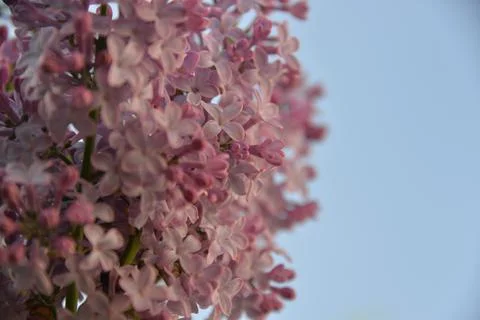 The lilac tree has opened leaves and small fragrant flowers of lilac and whit Stock Photos