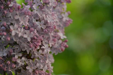 The lilac tree has opened leaves and small fragrant flowers of lilac and whit Stock Photos