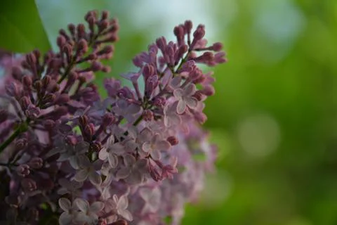 The lilac tree has opened leaves and small fragrant flowers of lilac and whit Stock Photos
