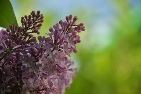 The lilac tree has opened leaves and small fragrant flowers of lilac and whit Stock Photos