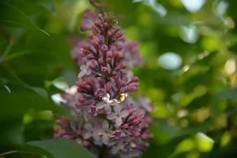 The lilac tree has opened leaves and small fragrant flowers of lilac and whit Foto stock
