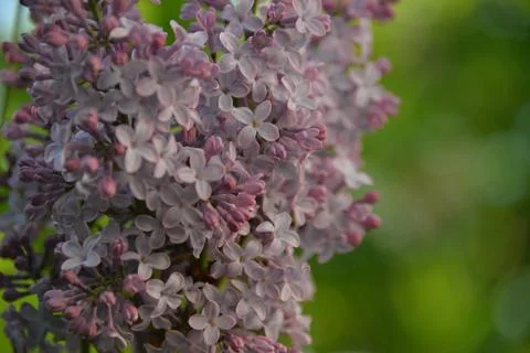The lilac tree has opened leaves and small fragrant flowers of lilac and whit Stock Photos