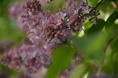 The lilac tree has opened leaves and small fragrant flowers of lilac and whit Stock Photos