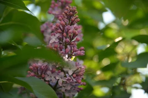 The lilac tree has opened leaves and small fragrant flowers of lilac and whit Stock Photos