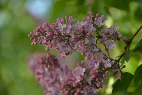 The lilac tree has opened leaves and small fragrant flowers of lilac and whit Stock Photos