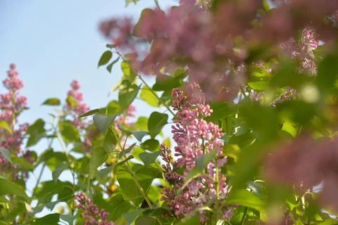 The lilac tree has opened leaves and small fragrant flowers of lilac and whit Stock Photos