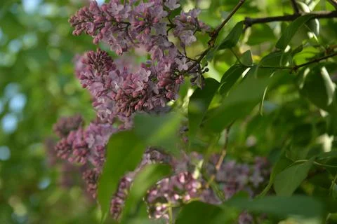 The lilac tree has opened leaves and small fragrant flowers of lilac and whit Stock Photos
