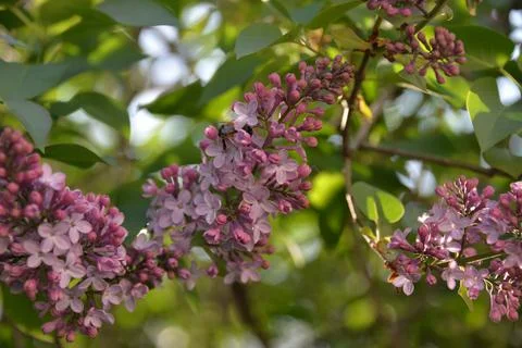 The lilac tree has opened leaves and small fragrant flowers of lilac and whit Stock Photos