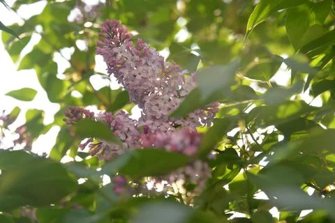 The lilac tree has opened leaves and small fragrant flowers of lilac and whit Foto stock
