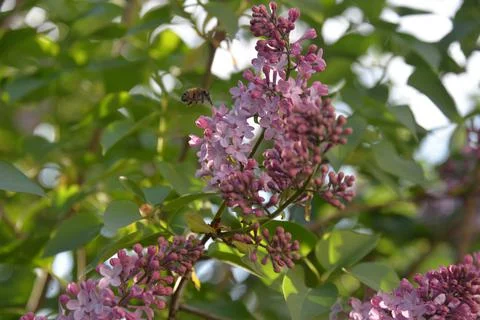 The lilac tree has opened leaves and small fragrant flowers of lilac and whit Stock Photos