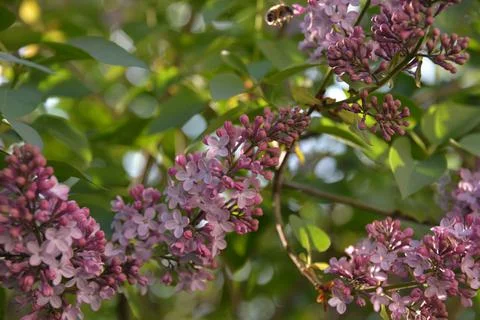 The lilac tree has opened leaves and small fragrant flowers of lilac and whit Stock Photos