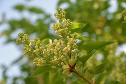 The lilac tree has opened leaves and small fragrant flowers of lilac and whit Stock Photos