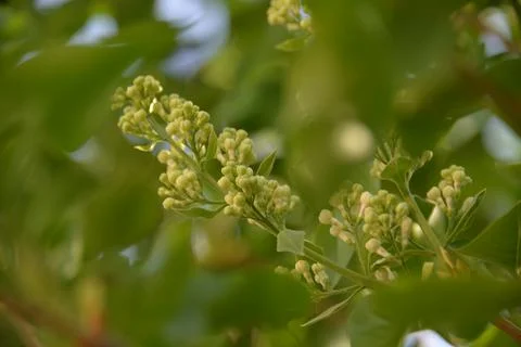 The lilac tree has opened leaves and small fragrant flowers of lilac and whit Stock Photos