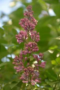 The lilac tree has opened leaves and small fragrant flowers of lilac and whit Stock Photos