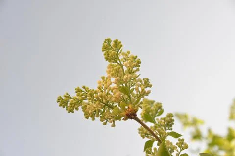 The lilac tree has opened leaves and small fragrant flowers of lilac and whit Stock Photos