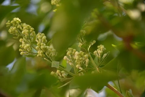 The lilac tree has opened leaves and small fragrant flowers of lilac and whit Stock Photos