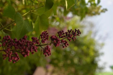 The lilac tree has opened leaves and small fragrant flowers of lilac and whit Stock Photos